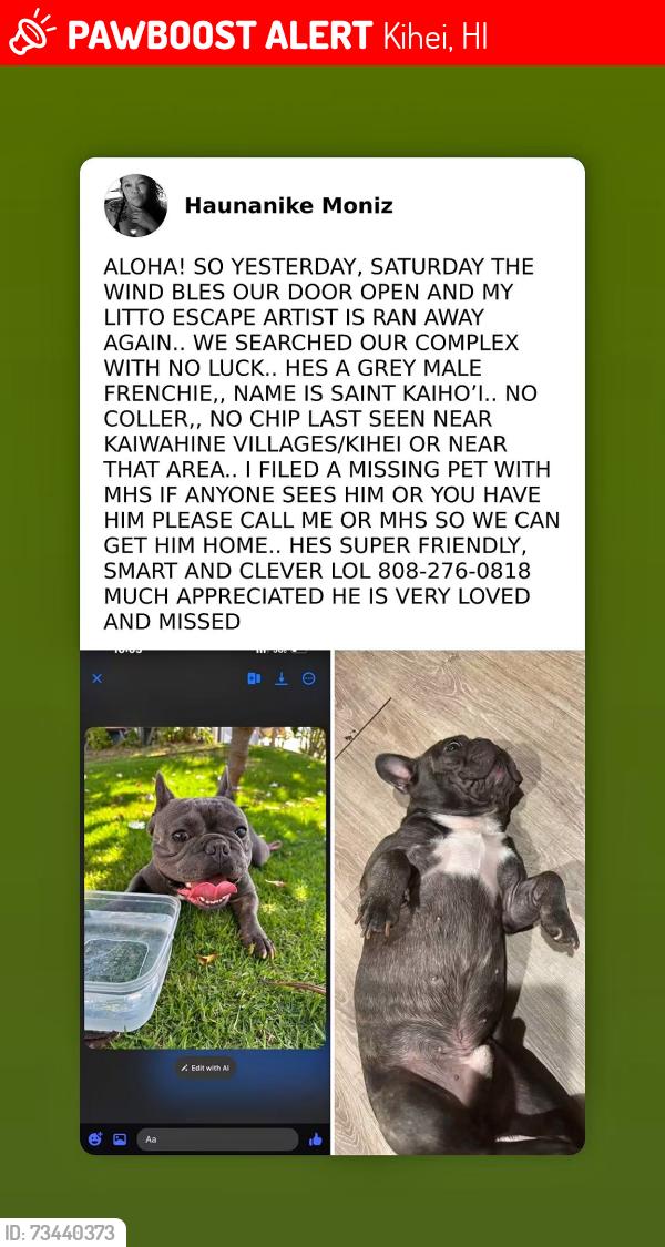 Lost Male Dog last seen Kaiwahine Villages, Kihei, HI 96753