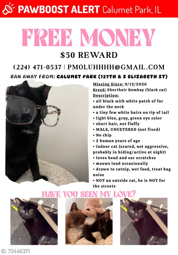 Lost Male Cat last seen 127th and s elizabeth st, Calumet Park, IL 60827