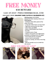 Lost Male Cat last seen 127th and s elizabeth st, Calumet Park, IL 60827