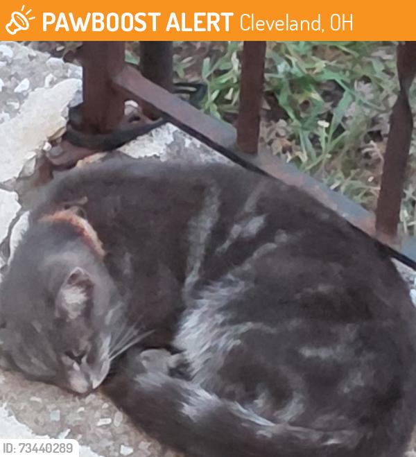 Found/Stray Unknown Cat last seen Belmont and West 112th Street, Cleveland, Ohio, Cleveland, OH 44111