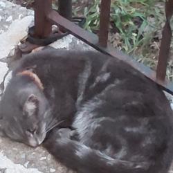 Found/Stray Unknown Cat last seen Belmont and West 112th Street, Cleveland, Ohio, Cleveland, OH 44111