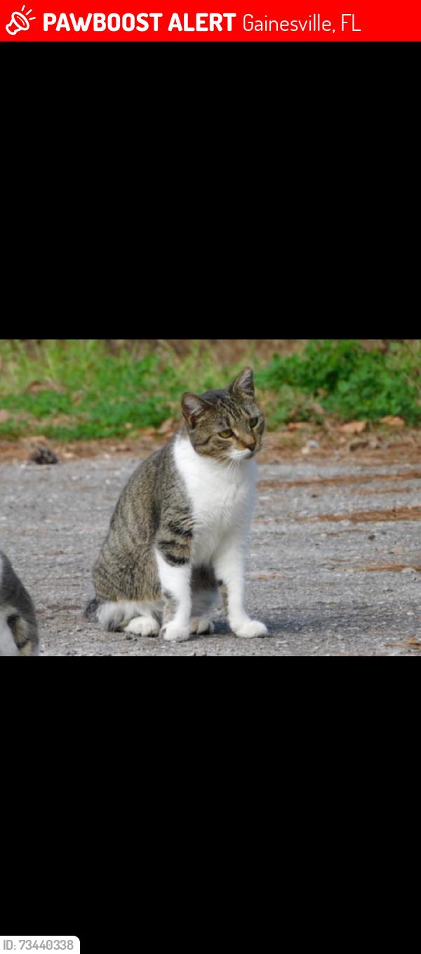 Lost Female Cat last seen SW 38th street Gainesville, Gainesville, FL 32603