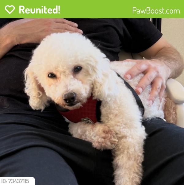 Reunited Female Dog last seen Jemez &, San Diego, CA 92117