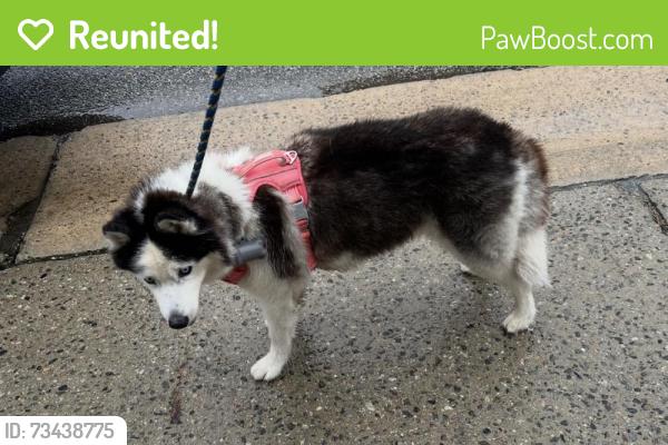 Reunited Female Dog last seen Bruan Pl near Richfield Apts, Clifton, NJ 07012