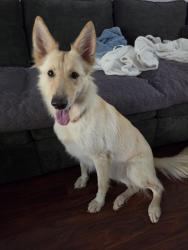 Found/Stray Female Dog last seen Near American lotus, San Antonio, TX 78245