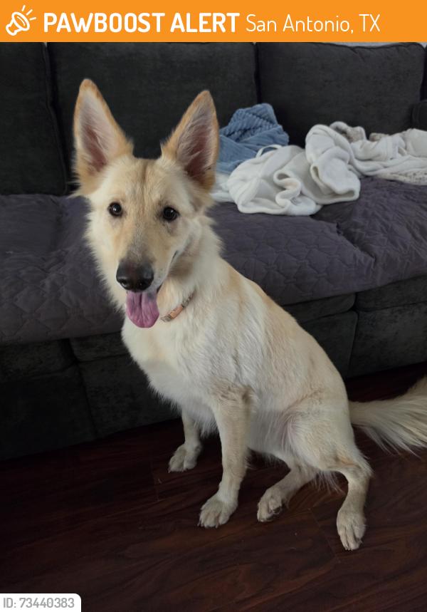 Found/Stray Female Dog last seen Near American lotus, San Antonio, TX 78245