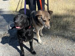 Found/Stray Male Dog last seen Signal point, Post Falls, ID 83854