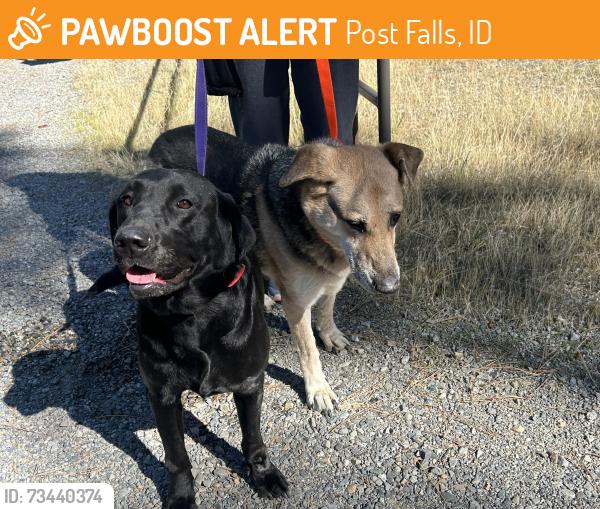 Found/Stray Male Dog last seen Signal point, Post Falls, ID 83854