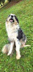 Reunited Female Dog last seen Carea Rd, Fawn Grove, PA 17321