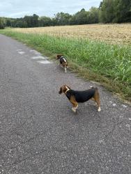 Found/Stray Unknown Dog last seen Township and Calvey Creek, Jefferson County, MO 63023