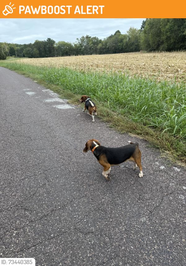 Found/Stray Unknown Dog last seen Township and Calvey Creek, Jefferson County, MO 63023