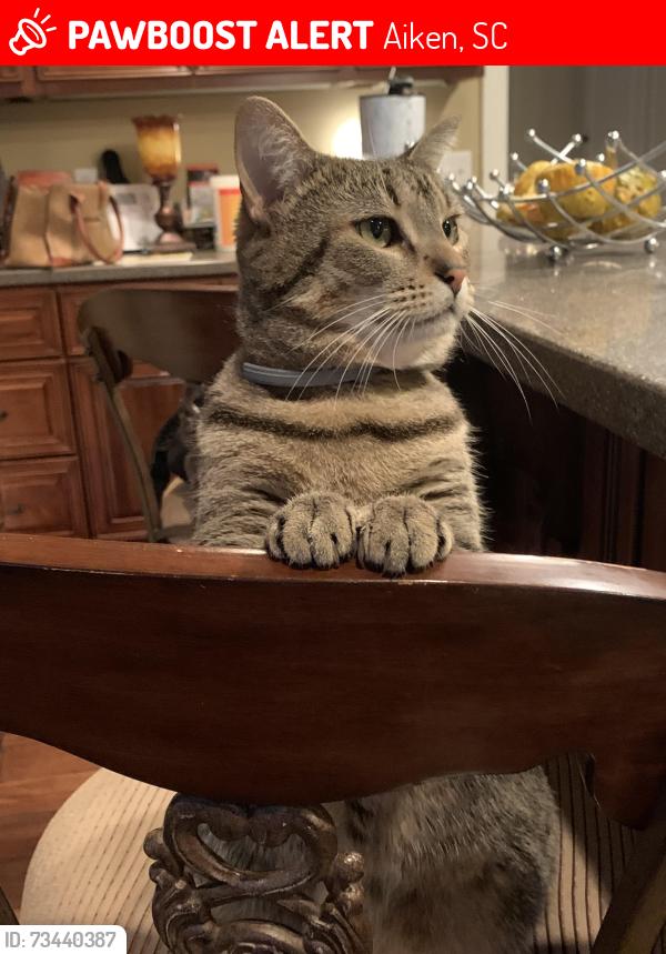 Lost Female Cat last seen Outing Club Rd, Aiken, SC 29801