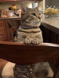 Lost Female Cat last seen Outing Club Rd, Aiken, SC 29801