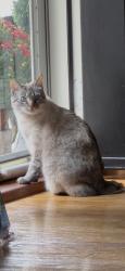 Lost Female Cat last seen Side streets, Dracut, MA 01826