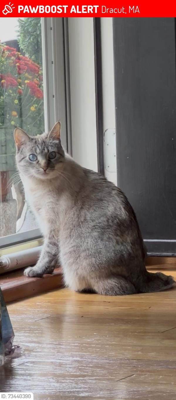 Lost Female Cat last seen Side streets, Dracut, MA 01826