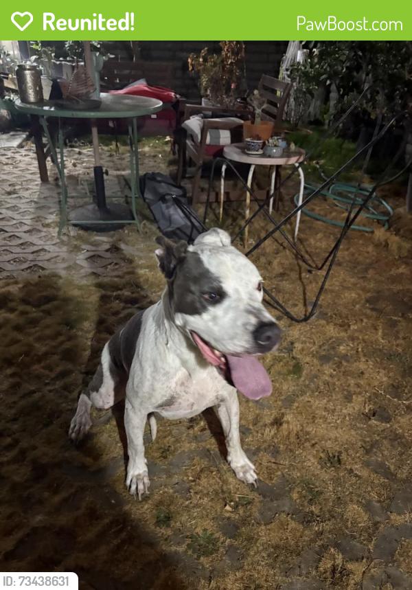 Reunited Male Dog last seen F St, Chula Vista, CA 91910, USA, Chula Vista, CA 91910