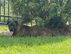 Reunited Unknown Dog last seen Virtuo Spring apmts, Spring, TX 77388