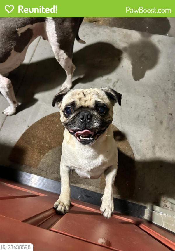 Reunited Male Dog last seen F St, Chula Vista, CA 91910, USA, Chula Vista, CA 91910