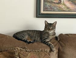 Lost Male Cat last seen Old Jackson Rd, Apison, TN 37302