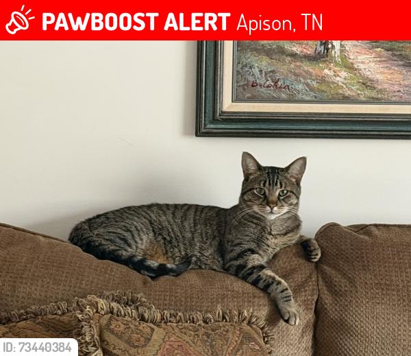Lost Male Cat last seen Old Jackson Rd, Apison, TN 37302