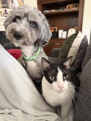 Found/Stray Male Cat last seen Discovery Park, Irvine, CA 92618
