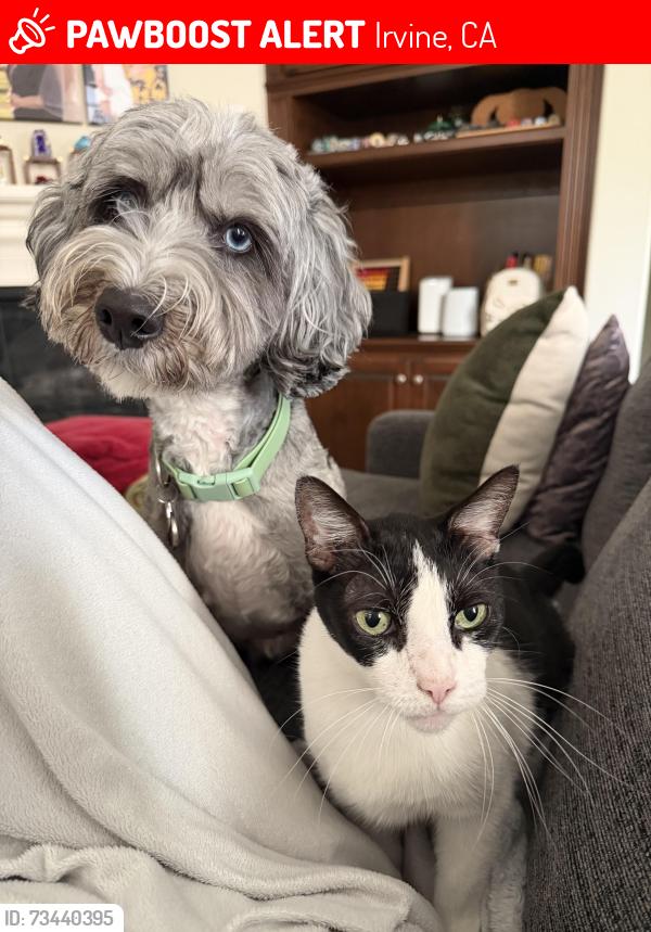 Found/Stray Male Cat last seen Discovery Park, Irvine, CA 92618