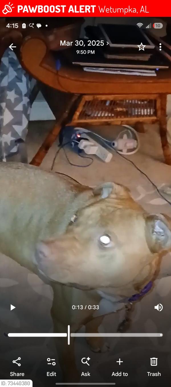 Lost Female Dog last seen Mountain Oak, Wetumpka, AL 36093