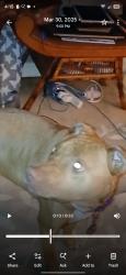 Lost Female Dog last seen Mountain Oak, Wetumpka, AL 36093