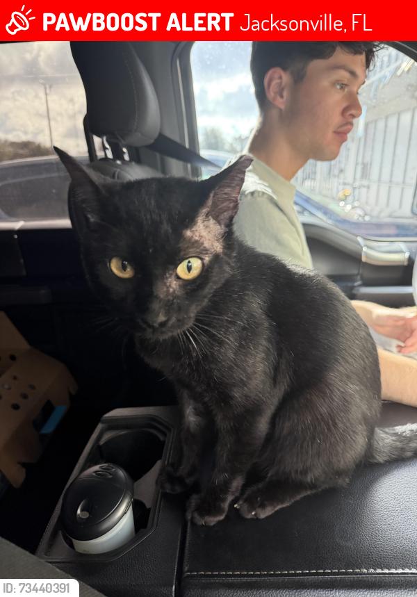 Lost Male Cat last seen Sunoco/BP off townsend and arlington expressway service road, Jacksonville, FL 32211