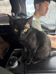 Lost Male Cat last seen Sunoco/BP off townsend and arlington expressway service road, Jacksonville, FL 32211