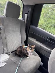 Lost Female Cat last seen Was last seen walking on porch, Greensboro, NC 27407