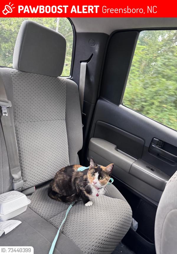 Lost Female Cat last seen Was last seen walking on porch, Greensboro, NC 27407