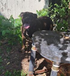 Shelter Stray Male Dog last seen Near BLOCK NOLAN ST, 4710 TX-151, San Antonio, TX 78227, USA