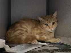 Shelter Stray Male Cat last seen Near BLOCK KNOLLWOOD DR, 4710 TX-151, San Antonio, TX 78227, USA
