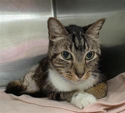 Shelter Stray Female Cat last seen Near BLOCK NW LOOP 410, 4710 TX-151, San Antonio, TX 78227, USA
