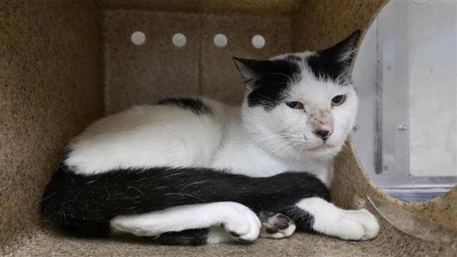 Shelter Stray Male Cat last seen Near BLOCK SAUNDERS, 4710 TX-151, San Antonio, TX 78227, USA