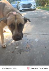 Found/Stray Male Dog last seen Kroger, Flowery Branch, GA 30542