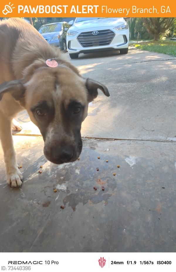 Found/Stray Male Dog last seen Kroger, Flowery Branch, GA 30542