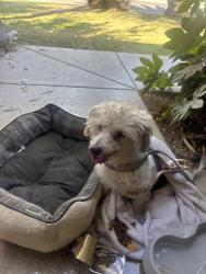 Found/Stray Unknown Dog last seen reina and allen, Lakewood, CO 80232