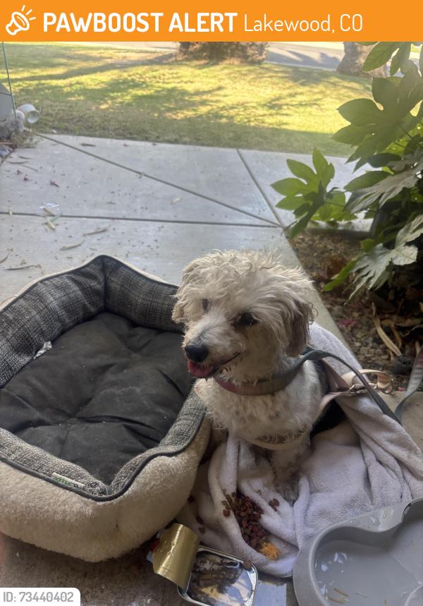 Found/Stray Unknown Dog last seen reina and allen, Lakewood, CO 80232