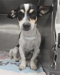 Shelter Stray Male Dog last seen COUNTRY CLUB DR AND SOUTHERN AVE, 1920 S Lewis, Mesa, AZ 85210, USA