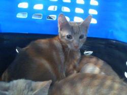 Shelter Stray Female Cat last seen CHARLOTTE, 8315 Byrum Dr, Charlotte, NC 28217, USA