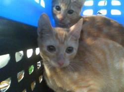 Shelter Stray Female Cat last seen CHARLOTTE, 8315 Byrum Dr, Charlotte, NC 28217, USA