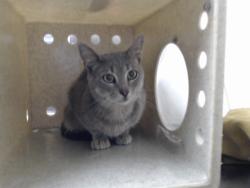 Shelter Stray Male Cat last seen Near BLOCK TAMARACK DR, FAYETTEVILLE NC 28311, 4704 Corporation Dr, Fayetteville, NC 28306, USA
