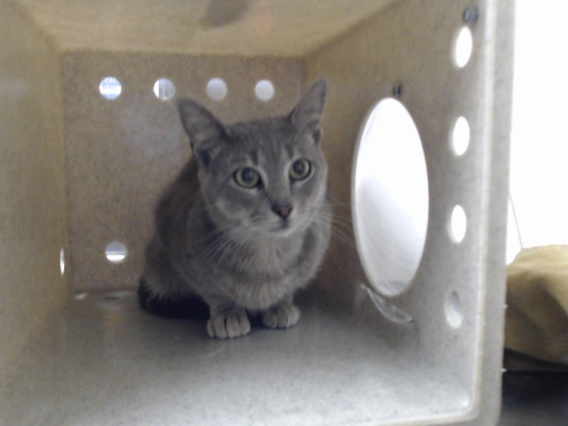 Shelter Stray Male Cat last seen Near BLOCK TAMARACK DR, FAYETTEVILLE NC 28311, 4704 Corporation Dr, Fayetteville, NC 28306, USA