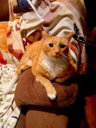 Lost Male Cat last seen San Joaquin Street, Fresno, CA 93721