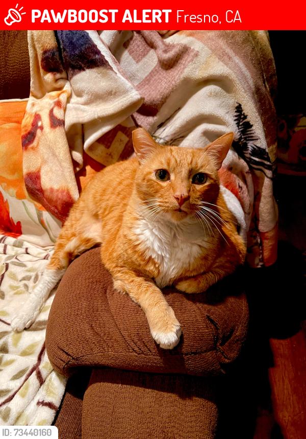 Lost Male Cat last seen San Joaquin Street, Fresno, CA 93721