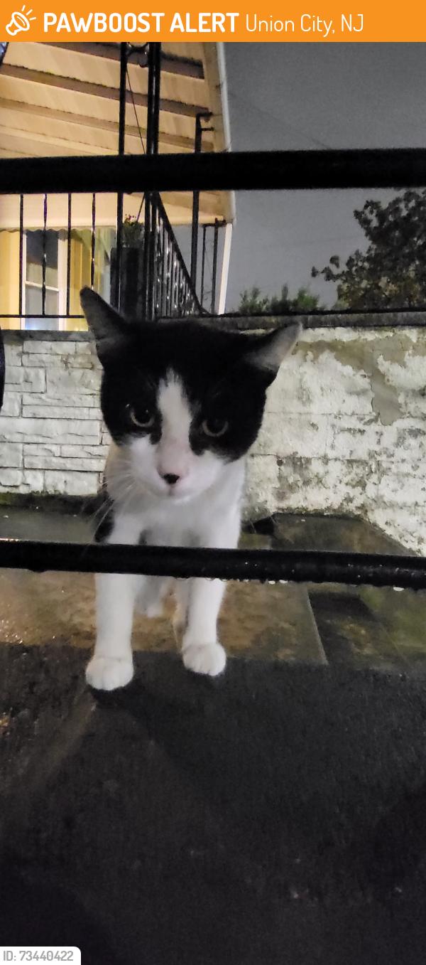 Found/Stray Unknown Cat last seen Union city nj, Union City, NJ 07087