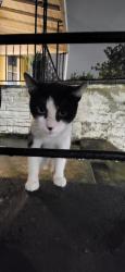 Found/Stray Unknown Cat last seen Union city nj, Union City, NJ 07087