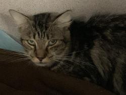 Shelter Stray Unknown Cat last seen FORD RD & MABEL ST, 2127 Front St, Sacramento, CA 95818, USA